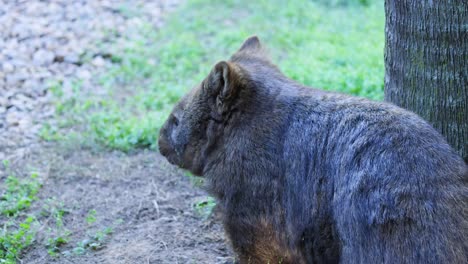 un wombat de nariz peluda cerca de un árbol