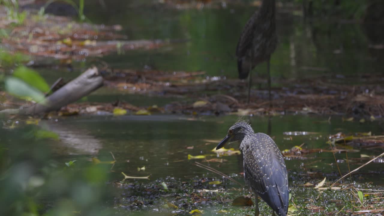 Wading birds forage among fallen leaves and reflections in a calm woodland pond