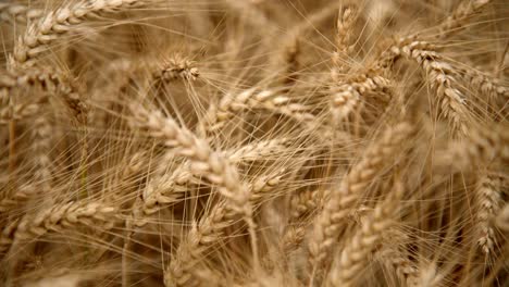 Ripe-Wheat-Ears-In-The-Field---Close-Up-Shot