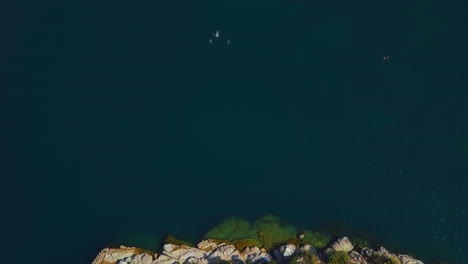 Birdseye-shot-of-a-few-persons-swimming-toward-a-rocky-shore-in-a-green-watered-lake-on-a-bright-summer-day