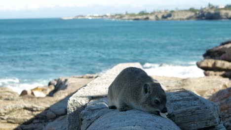 cute rock badger eating bread on rocks, ocean in background, bokeh