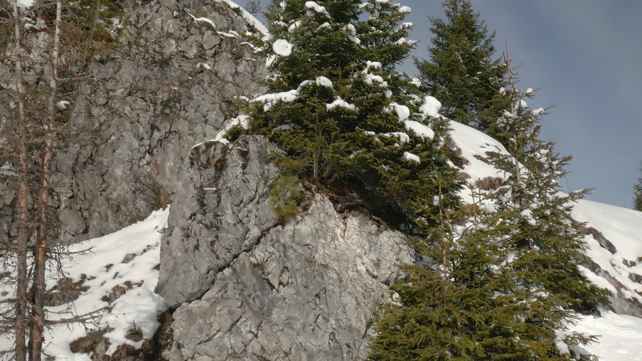 una toma inclinada de abetos cubiertos de nieve que crecen en un acantilado de montaña en un día soleado de invierno