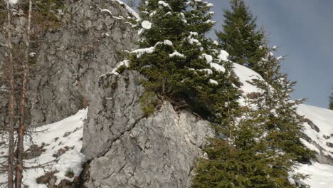 Una-Toma-Inclinada-De-Abetos-Cubiertos-De-Nieve-Que-Crecen-En-Un-Acantilado-De-Montaña-En-Un-Día-Soleado-De-Invierno