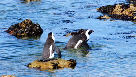 two african penguins in the ocean