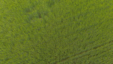 Ventosos-Exuberantes-Campos-De-Cebada-Letonia-Drone-Aéreo-Flotando