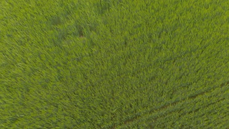 windy lush barley fields latvia aerial drone hovering