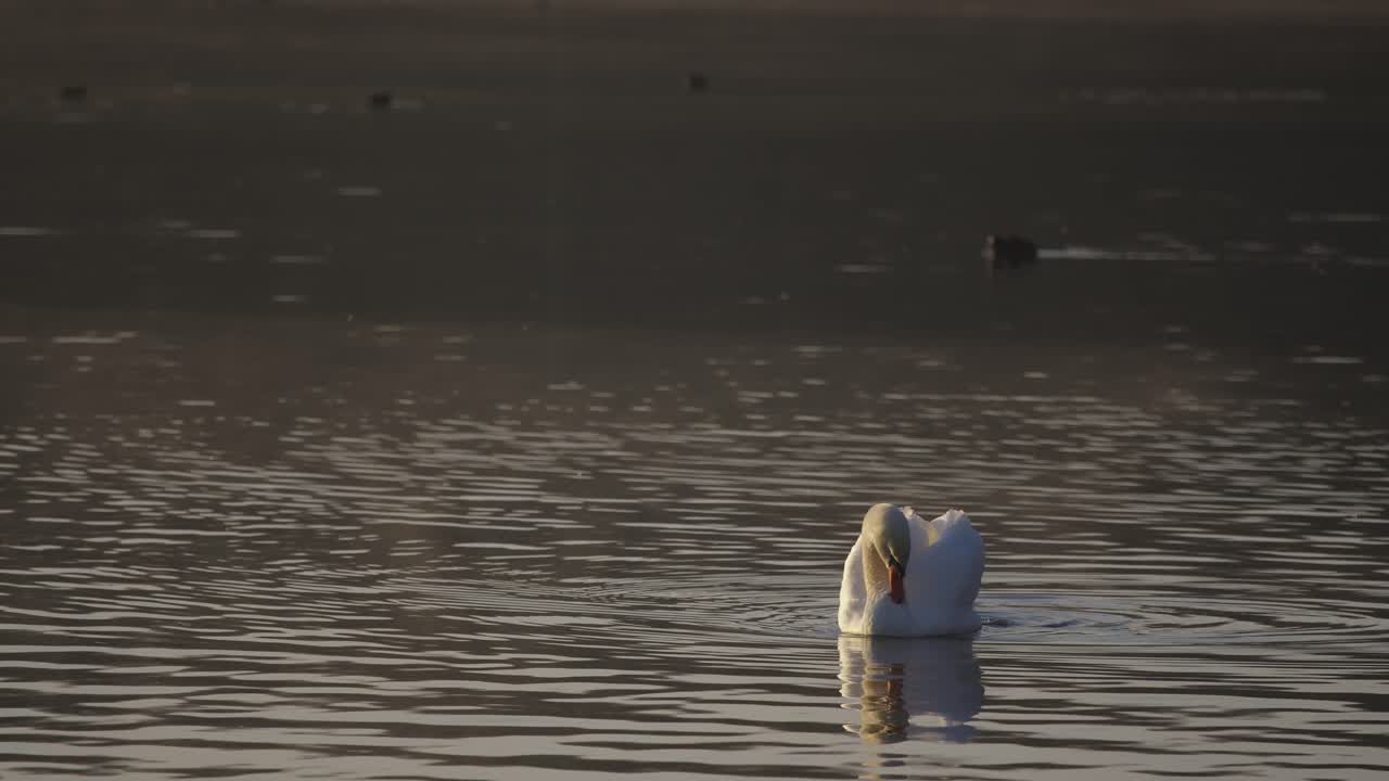 cisne blanco en el agua fregándose a sí mismo