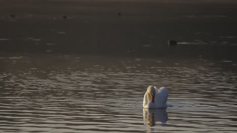 white swan on water scrubbing itself