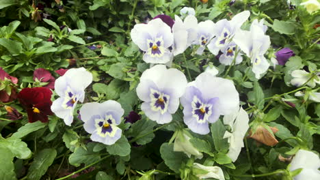 cat face flowers in brisbane gardens