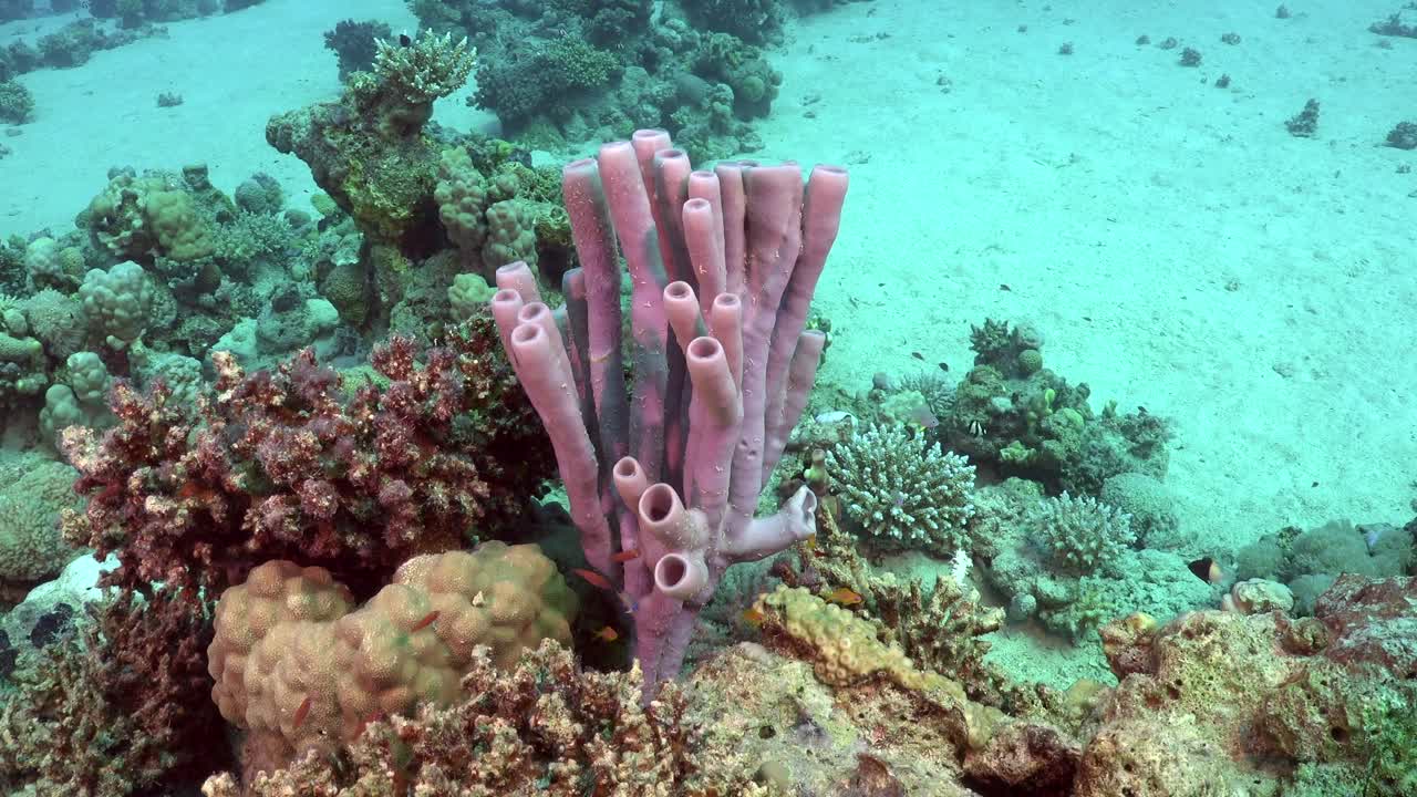esponja tubo rosa en el arrecife de coral en el mar rojo