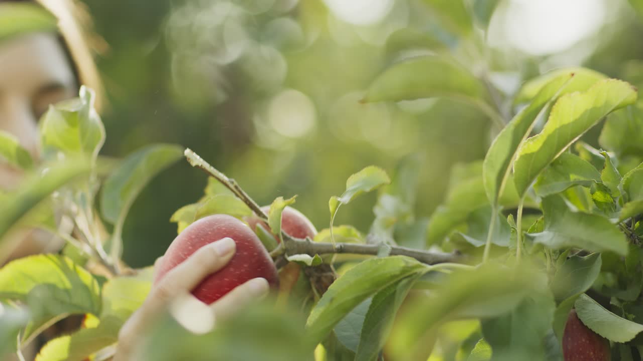 나무 에서 사과를 뽑는 여자