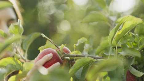 woman picking apples from a tree