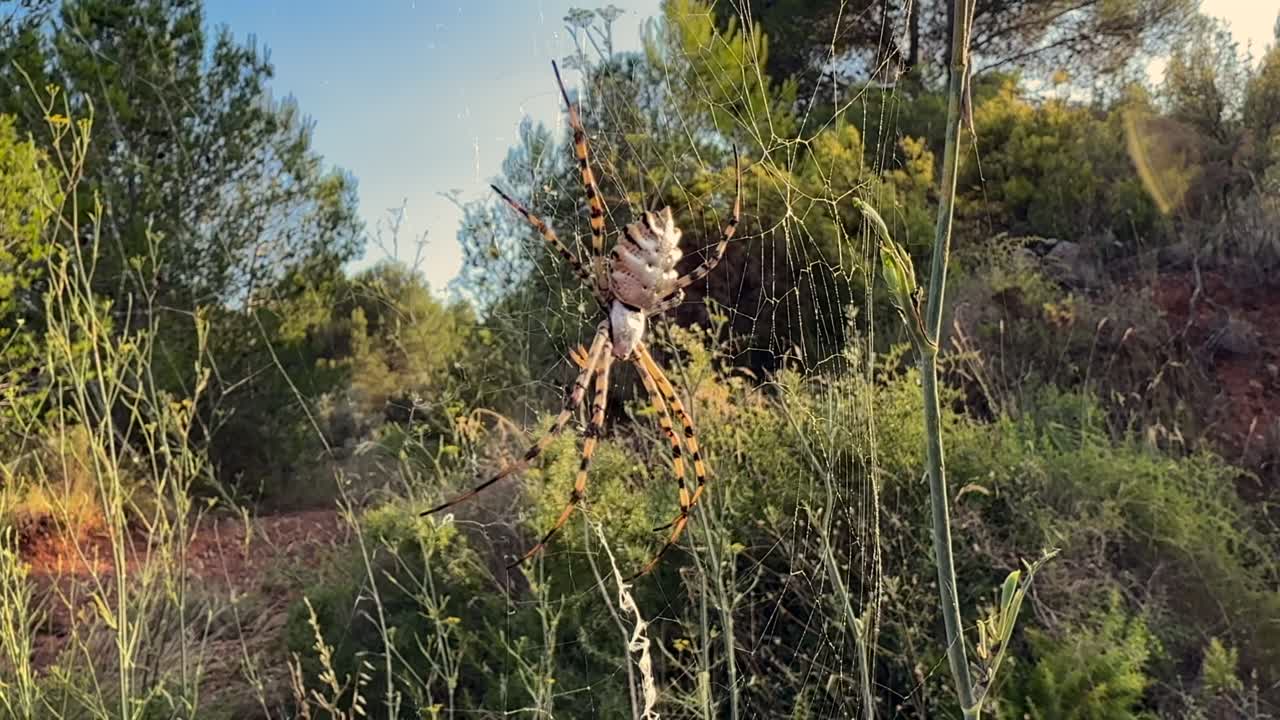 Closeup view of a threatening tiger spider resting in its web in a Mediterranean landsacpe at the golden hour, under a blue sky