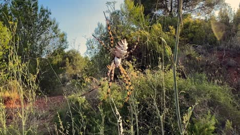 closeup view of a threatening tiger spider resting in its web in a mediterranean landsacpe at the golden hour, under a blue sky