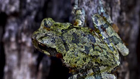 video macro estático de una rana arbórea gris juvenil en un árbol