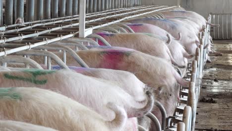 herd of farrowing sows standing in enclosed pens in center