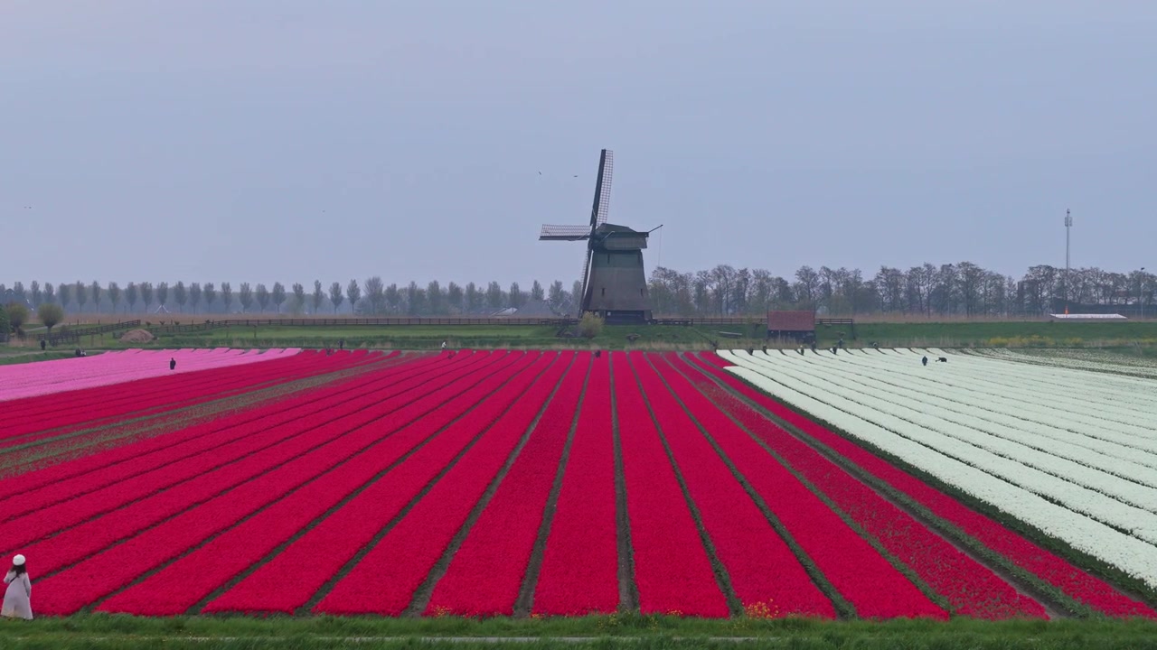 Mulino a vento tradizionale olandese con pale in movimento, che si erge in un campo vibrante di tulipani rossi, rosa e bianchi in fiore nei Paesi Bassi.