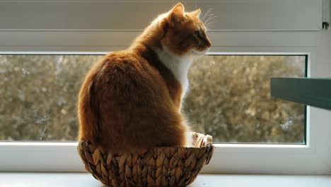 cat sitting inside a small wicker basket by a window