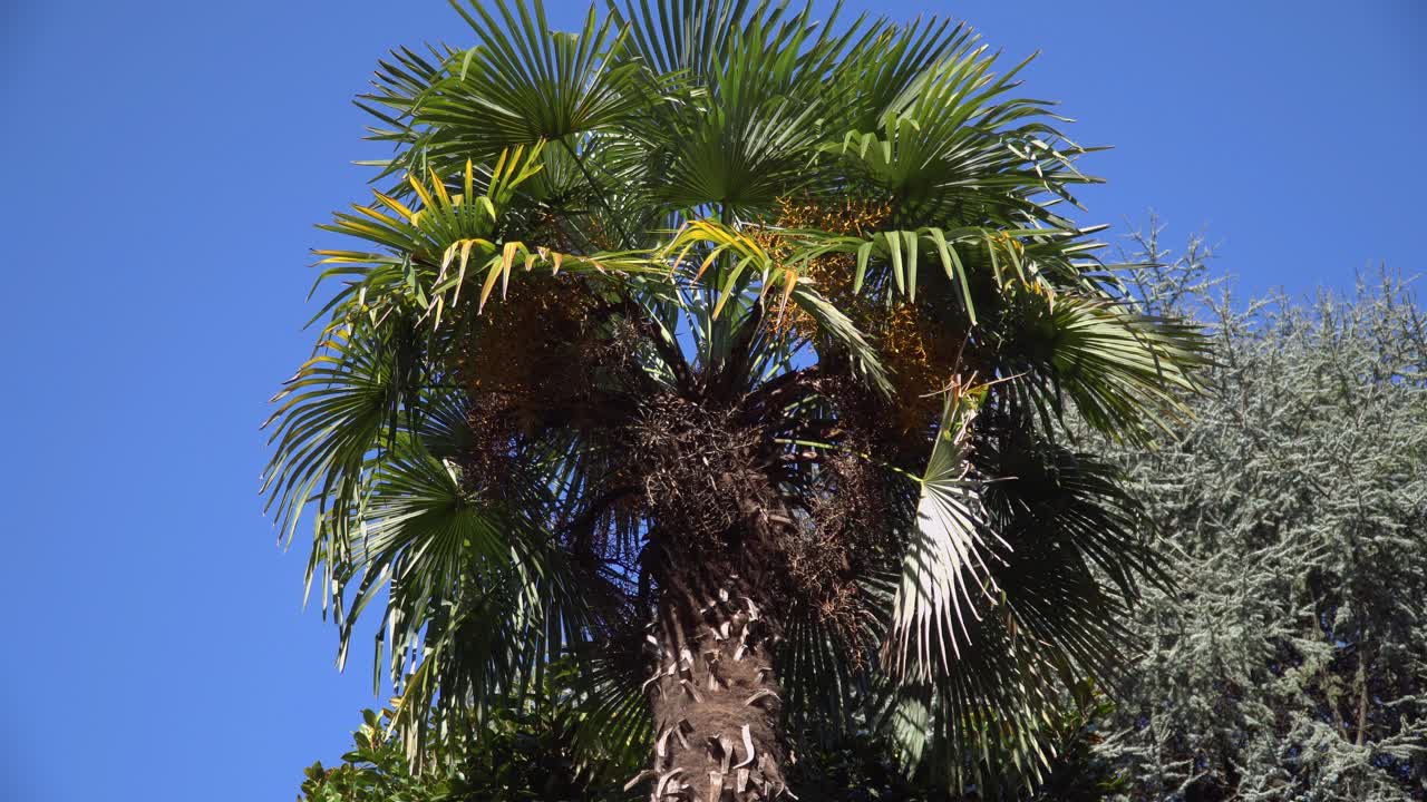 palm tree in Italy wind blowing