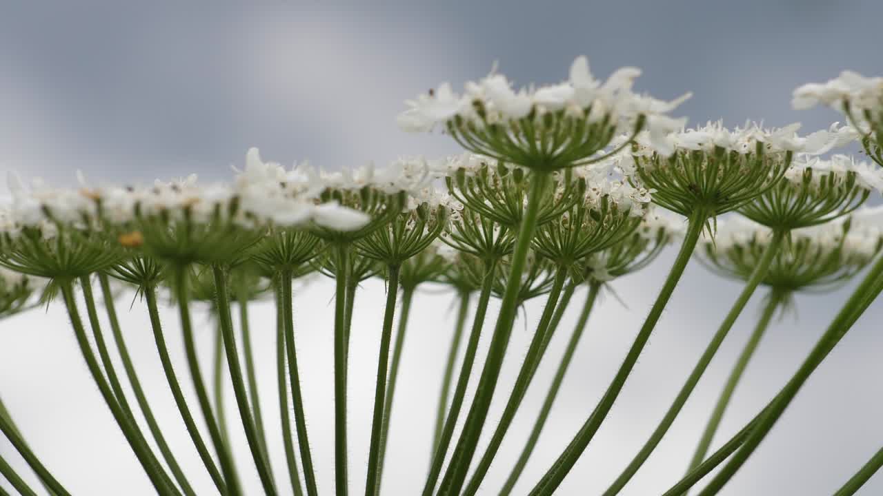큰 흰색 꽃, heracleum manteggazzianum에 대한 거대한 hogweed