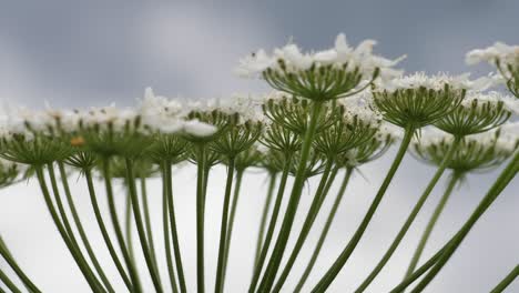 hogweed gigante contra con grandes flores blancas, heracleum manteggazzianum