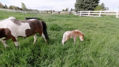 Caballos-En-Miniatura-Jugando-Y-Corriendo-En-Un-Pasto-De-Hierba