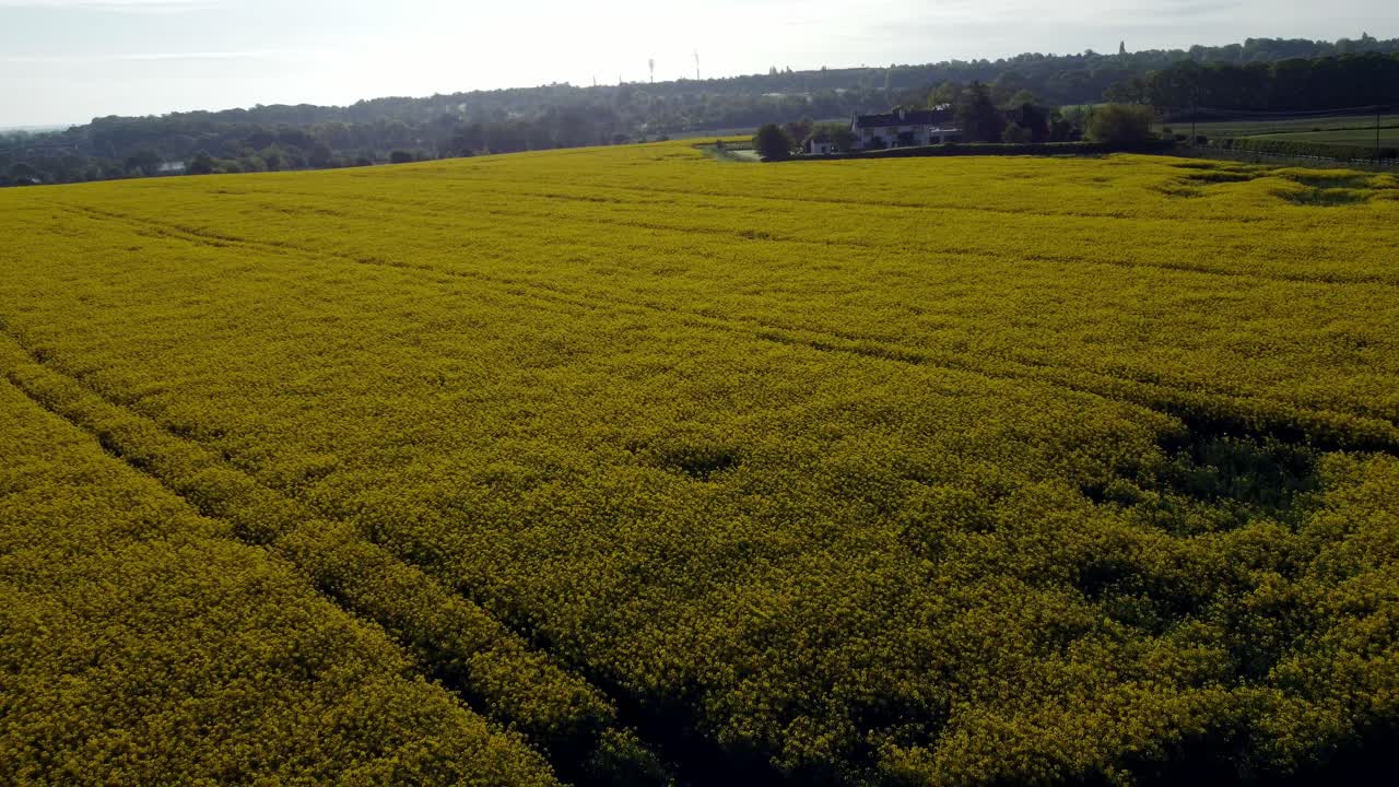 Vista aerea in discesa su un campo di colza giallo dorato e colorato nella campagna britannica all'alba.