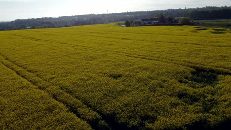 aerial descending view over colourful golden yellow rapeseed field in the british countryside at sunrise