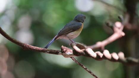 moves its right foot then looks towards its left while the camera tilts, hill blue flycatcher cyornis whitei, thailand