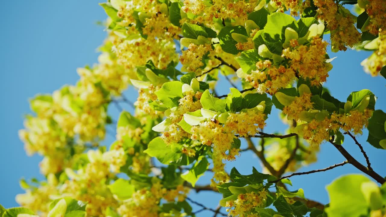 暖かい日差しの中でゆっくりと揺れる、芳しいシナノキの花と緑の葉。