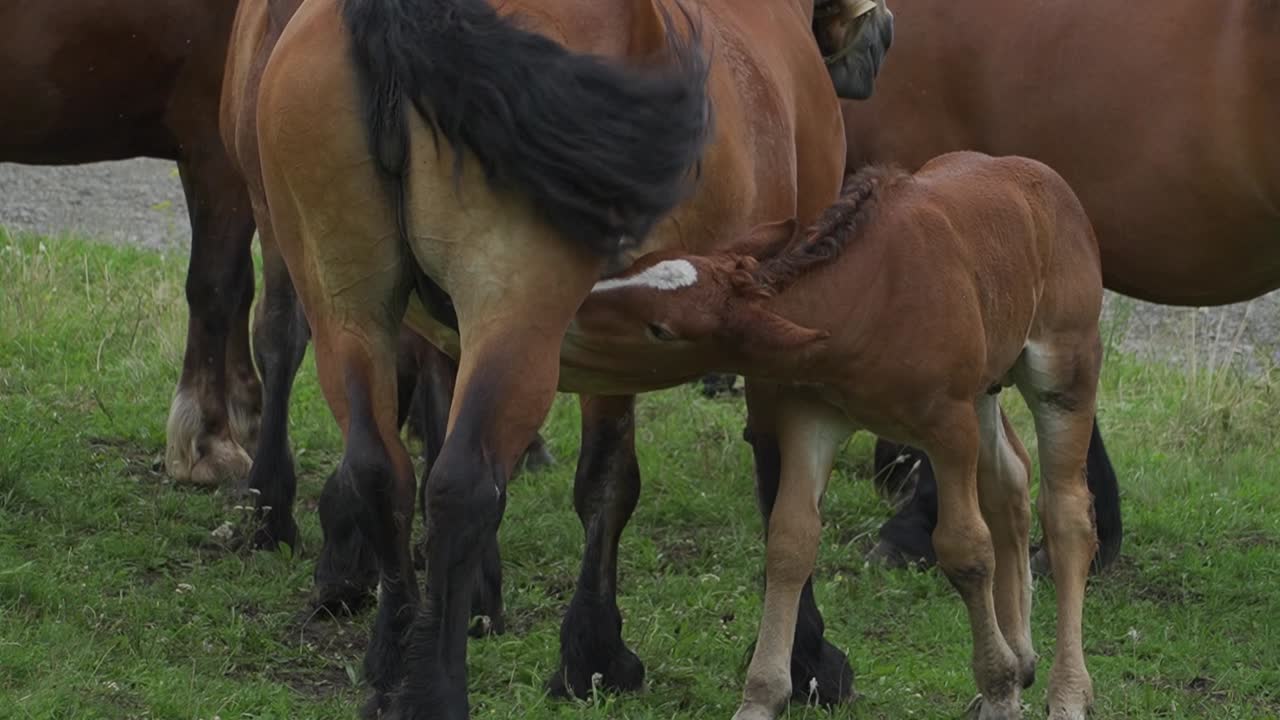 Bruin paard, merrie, dat haar veulen zoogt, met een kudde paarden ernaast