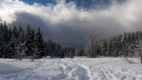 footprints left on the snowy field with pine tree forest in snoqualmie pass