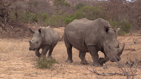 two southern white rhino moving together in savannah