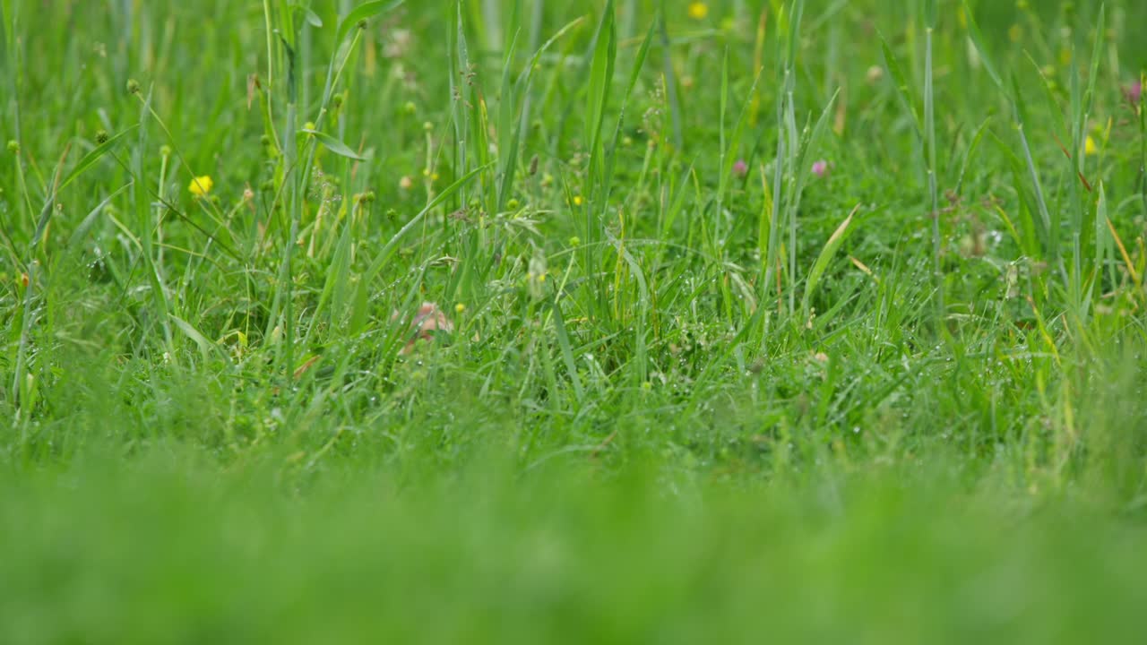 Criceto europeo nascosto nell'erba alta, orecchie visibili mentre cerca cibo