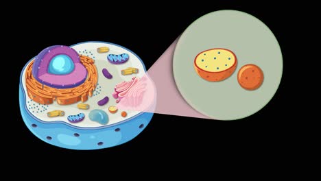 colorful animation illustrating animal cell structure and lysosome function with dynamic transitions and detailed organelle depiction