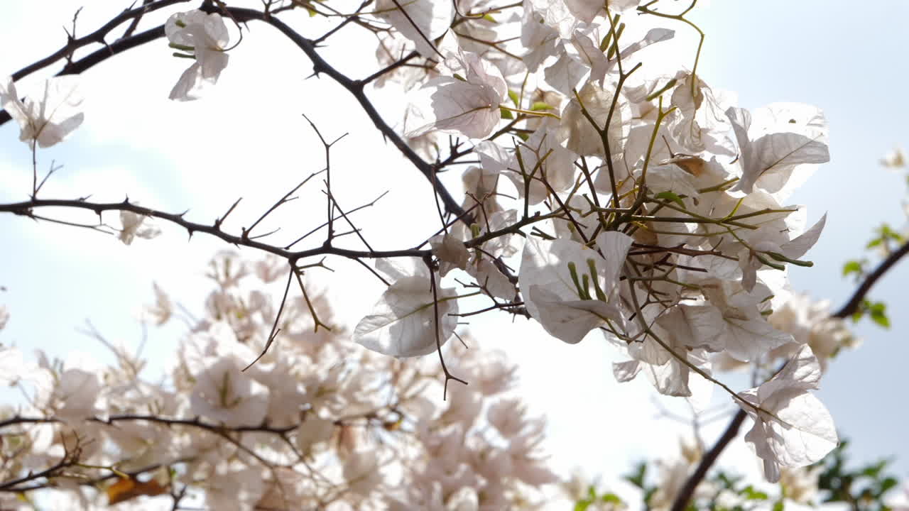 árbol floreciente, flores y ramas en un cielo brillante