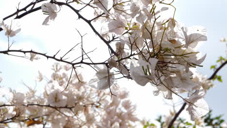 Blühender-Baum,-Blumen-Und-Zweige-An-Einem-Hellen-Himmel