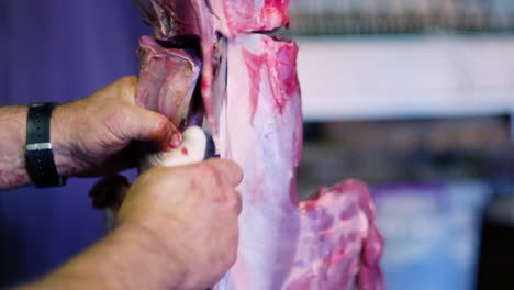 butcher cuts out venison backstrap from skinned springbuck carcass, closeup