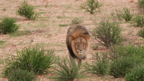 un león caminando por la hierba en la sabana africana - de cerca