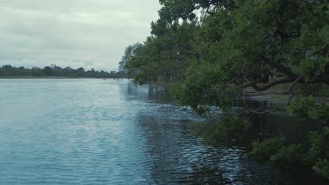 árboles-Con-Hojas-Exuberantes-A-Lo-Largo-De-La-Costa-Del-Río,-Tiro-De-Seguimiento-4k