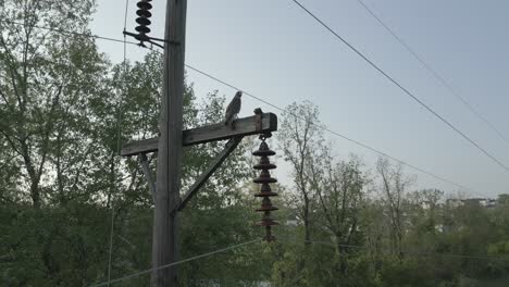 Large Bird resting on power lines