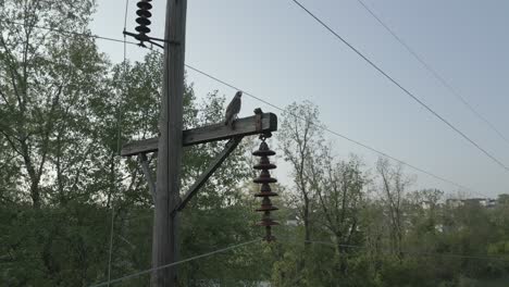 gran pájaro descansando en las líneas eléctricas