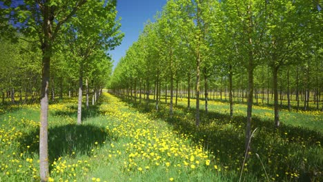 Yellow field of dandelions on green grass in a grove