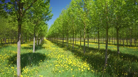 yellow field of dandelions on green grass in a grove