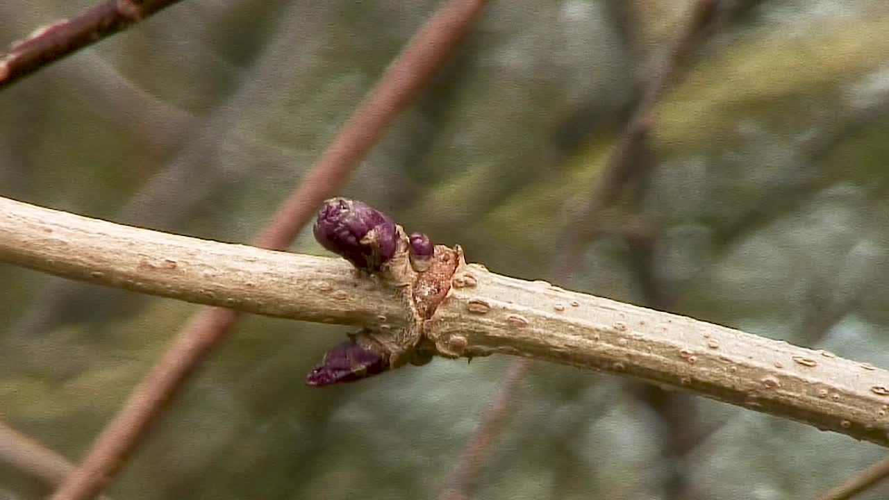 brotes rojos y follaje nuevo que crece en una ramita de árbol mayor ondeando en la brisa, en un seto en el campo de leicestershire
