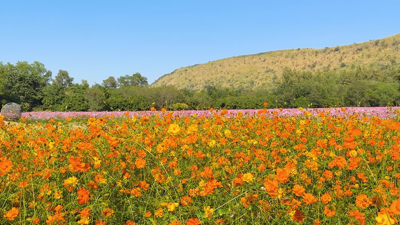 은 파란 하늘 아래 다채로운 꽃이 꽃을 피운다