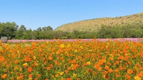 colorful flowers bloom under clear blue skies