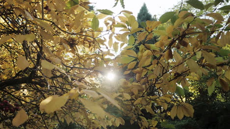 slow motion shot of autumn leaves falling