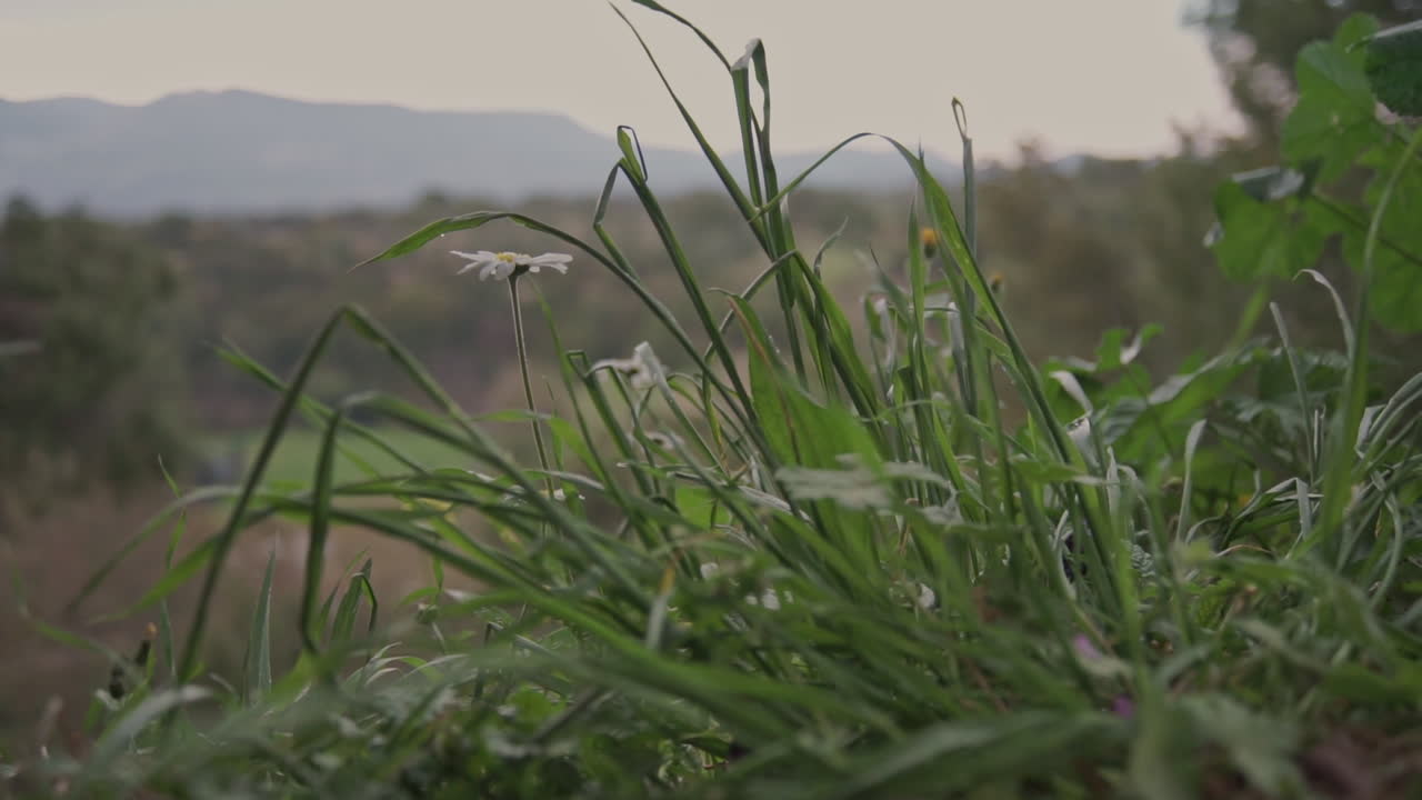 imágenes de cerca de hojas de plantas bajas con una montaña en el fondo