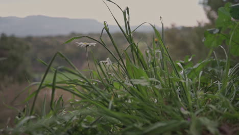 Close-Up-Footage-Of-Low-Plant-Leafs-With-A-Mountain-on-The-Background